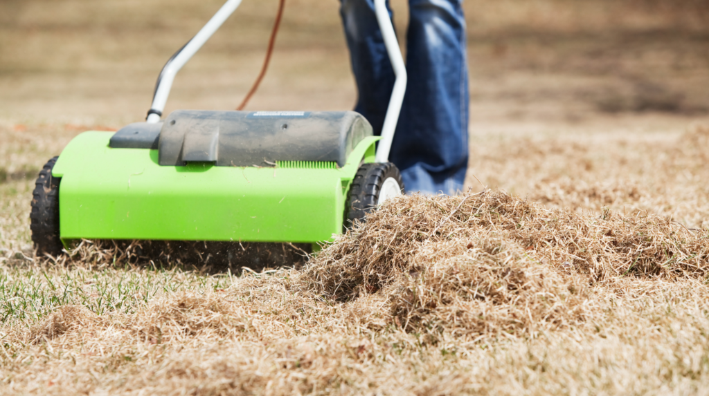 best time to dethatch